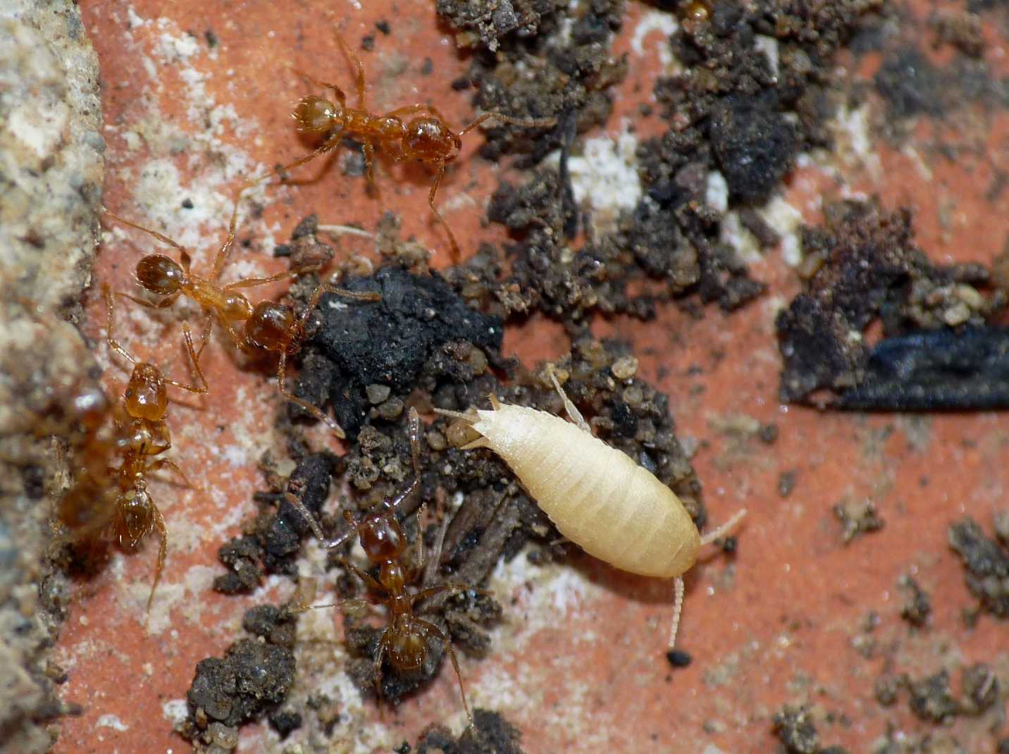 Atelura formicaria con formiche Pheidole